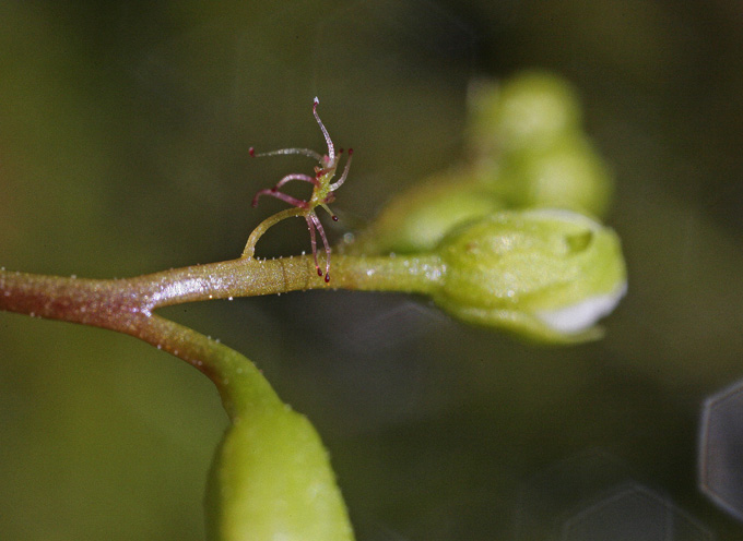 Particolare dell'infiorescenza con la brattea dall'aspetto fogliaceo, dotata degli stessi tentacoli delle foglie - foto scattata in Valle d'Aosta