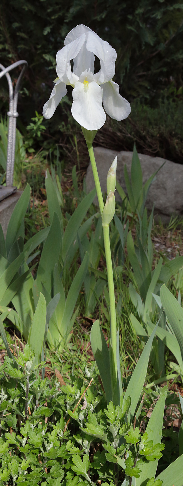 piantina di Iris florentina con fiore e boccio