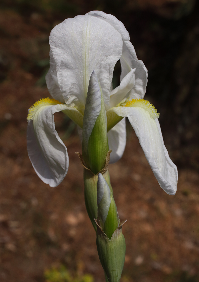 fiore apicale di Iris florentina L. fiorito con gli altri 2 bocci sottostanti