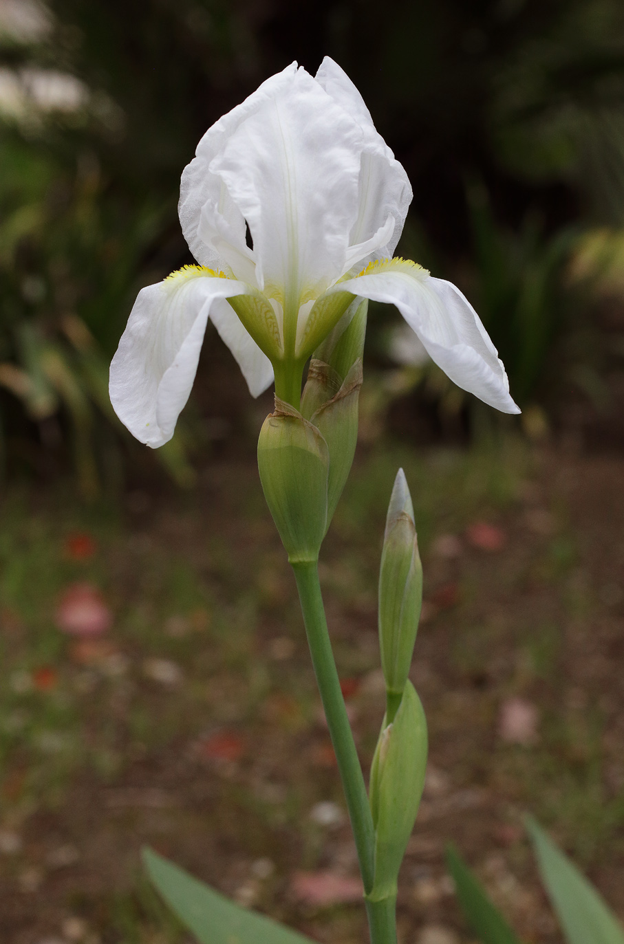 scapo fiorifero di Iris florentina L. con fiore aperto in apice