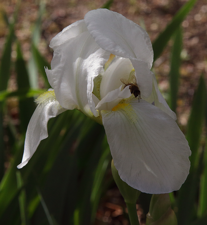 fiore di Iris florentina L. con ape che si avvicina alla barbetta posta sulla lacinia inferiore del fiore
