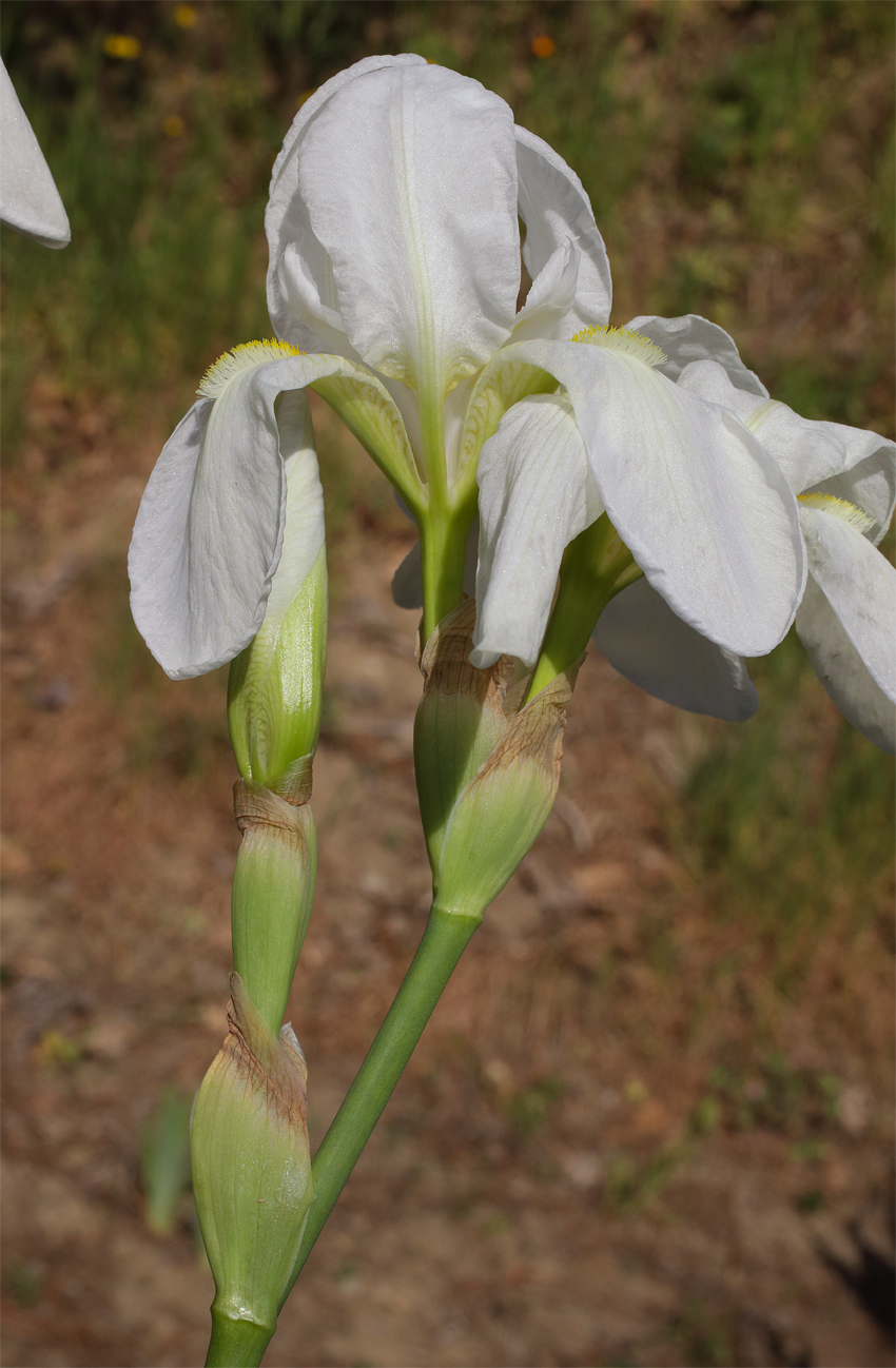 infiorescenza di Iris florentina conil secondo fiore sbocciato, il boccio del terzo fiore sottostante pronto ad aprirsi e il fiore apicale ormai appassito