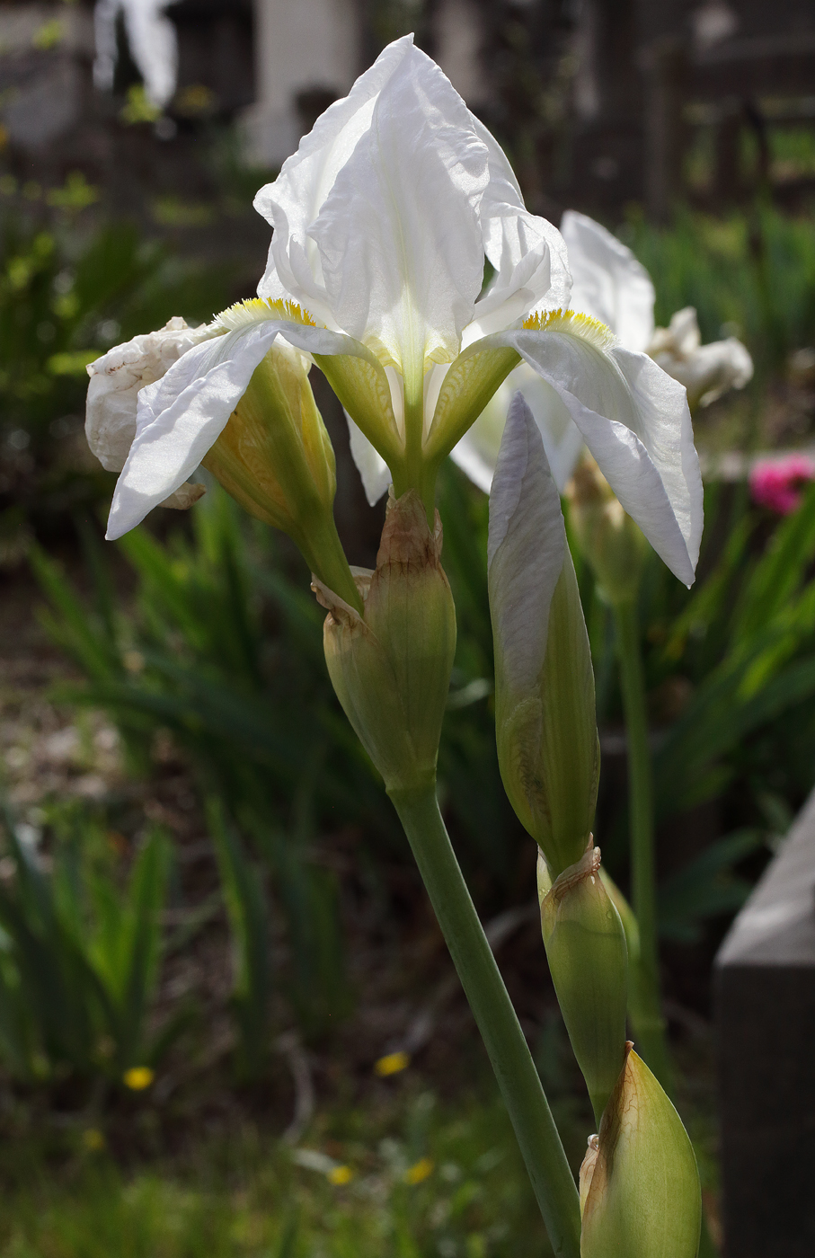 fiore di Iris florentina L. appena aperto: le lacinie inferiori appaiono ancora parzialmente appuntite