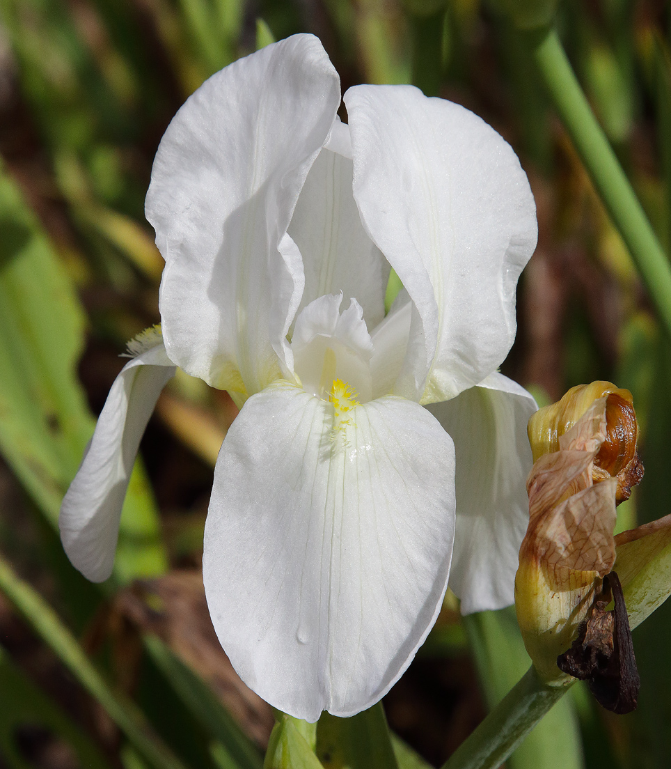 fiore di Iris florentina L. in primo piano