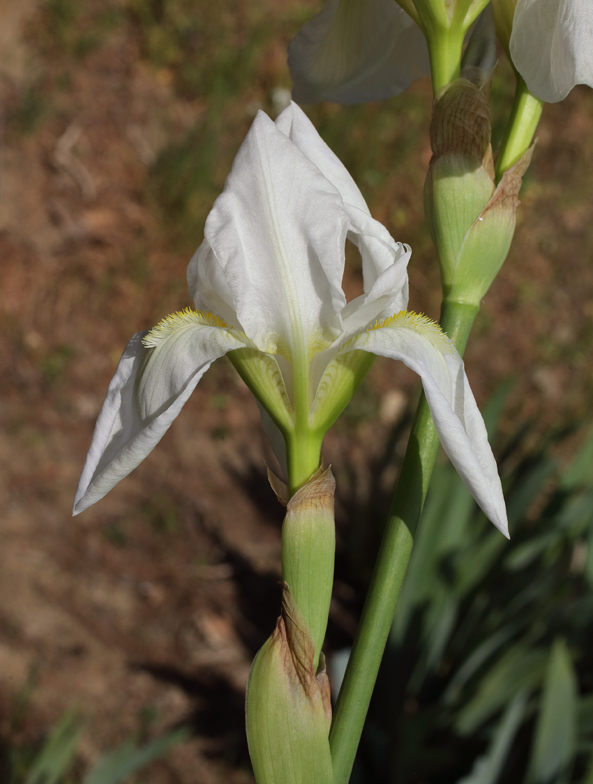 quarto fiore di Iris florentina L. appena aperto