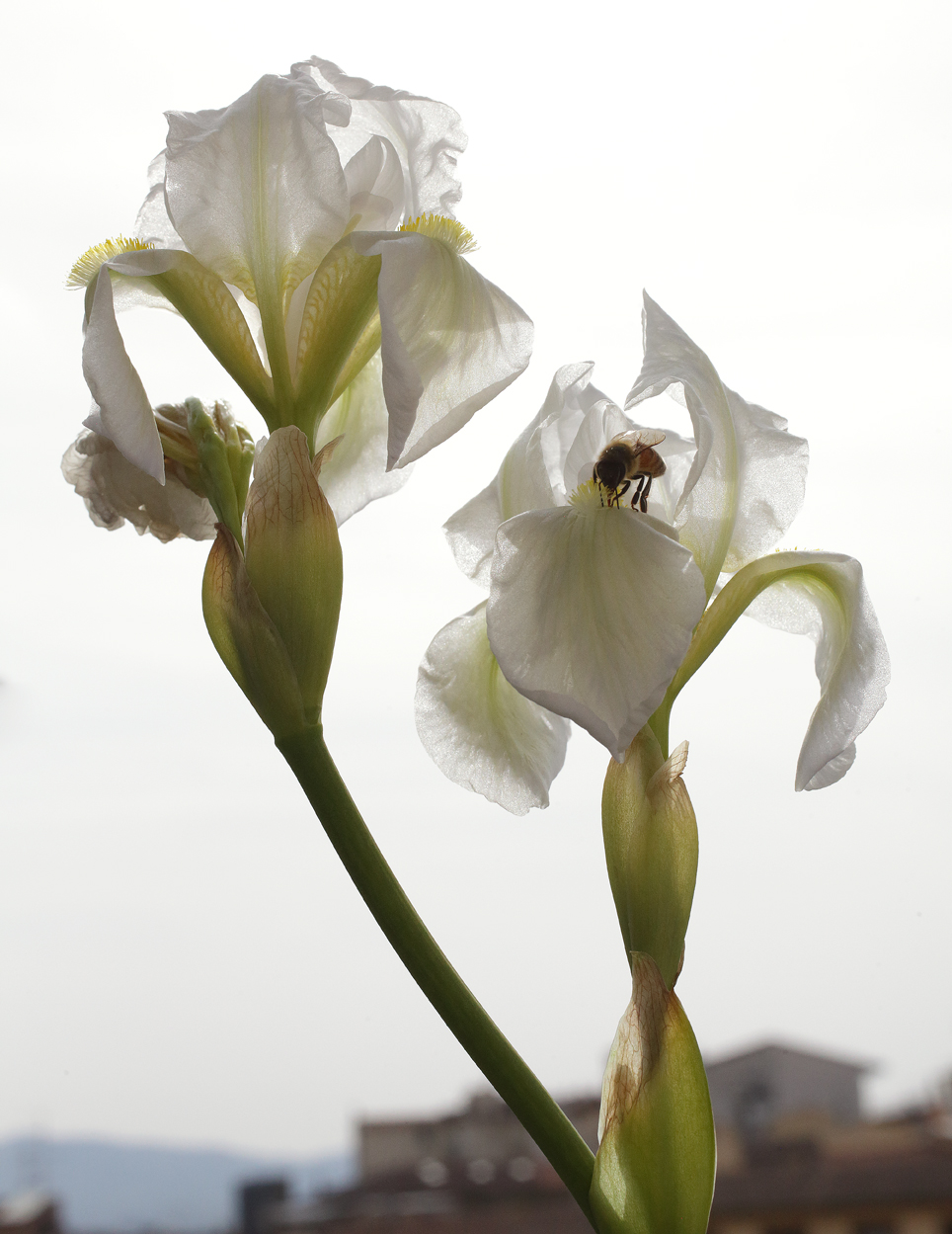 2 fiori Iris florentina L.: in uno dei due si nota un'ape sulla barba