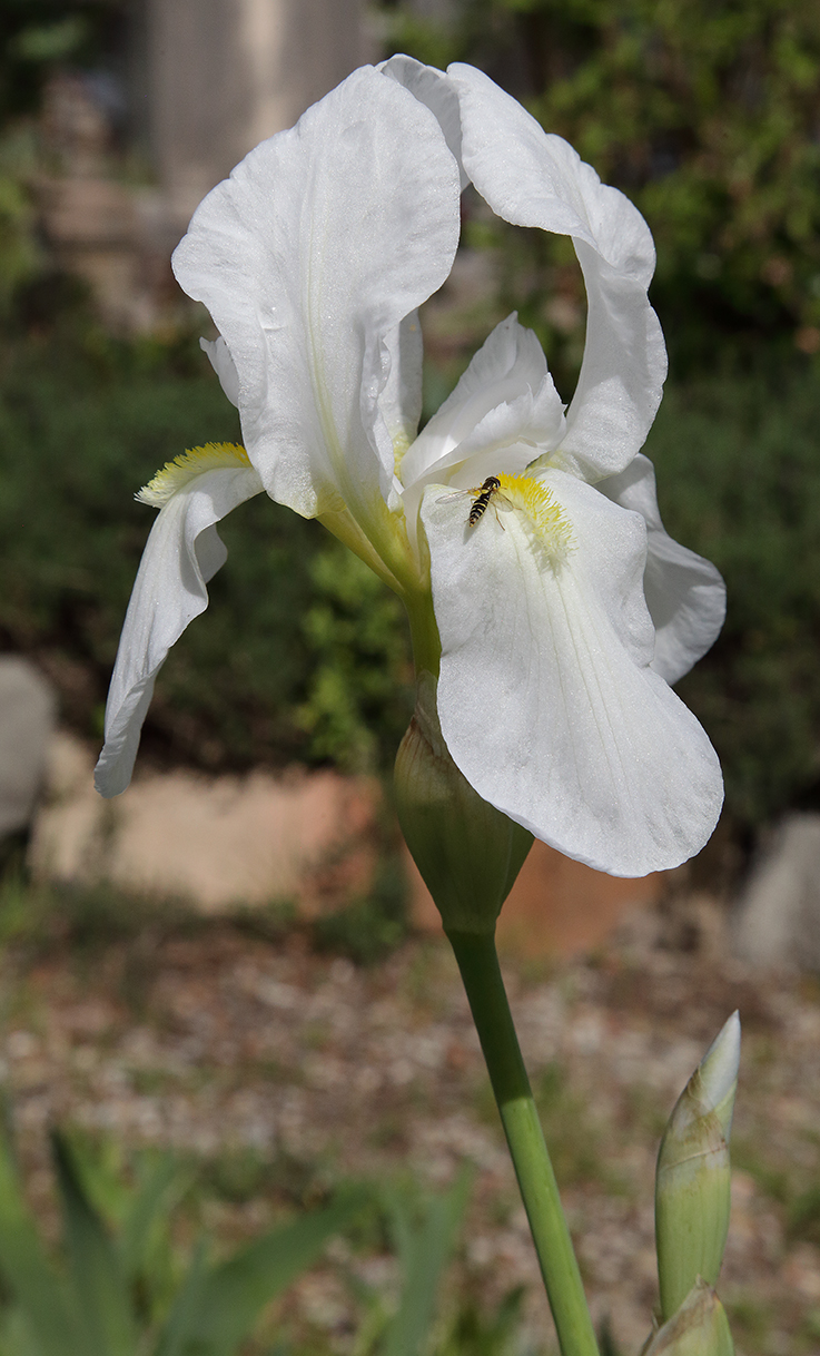 fiore di Iris florentina L. con dittero a strisce gialle e nere che sale sulla barbetta del fiore