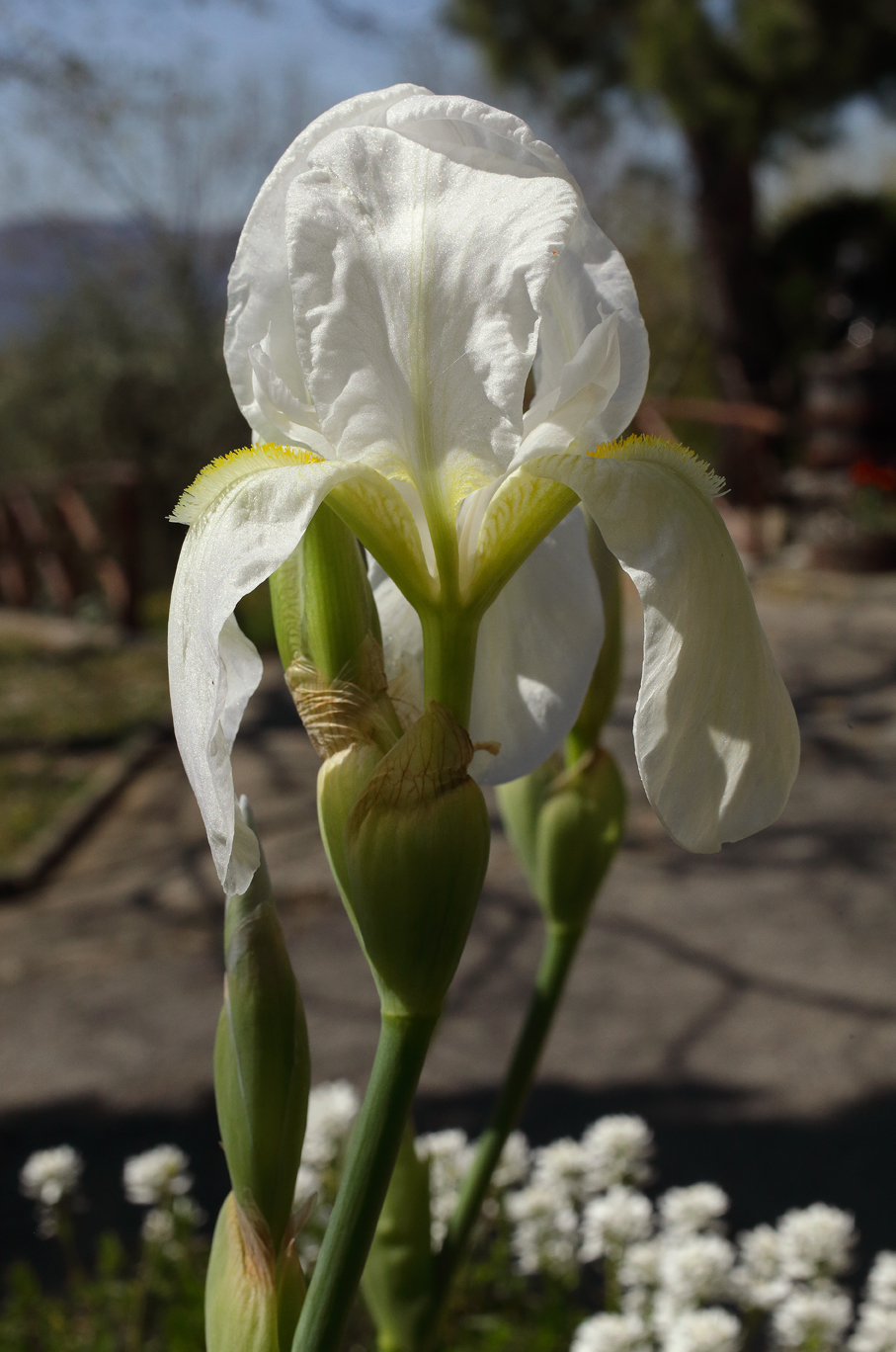 fiore apicale di Iris florentina L. aperto con i 2 bocci sottostanti, sullo sfondo un cortile di campagna con altri fiori bianchi