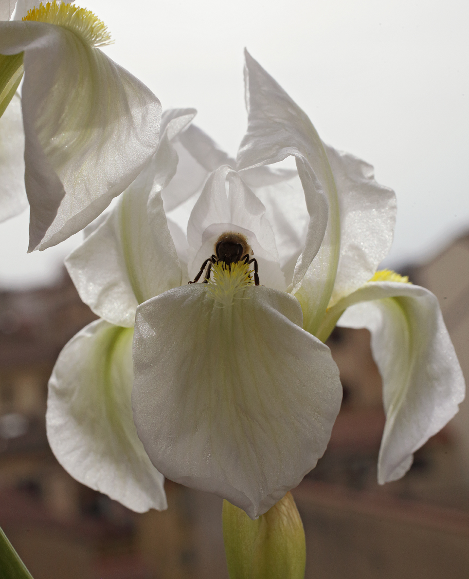 fiore di Iris florentina con ape impollinatrice