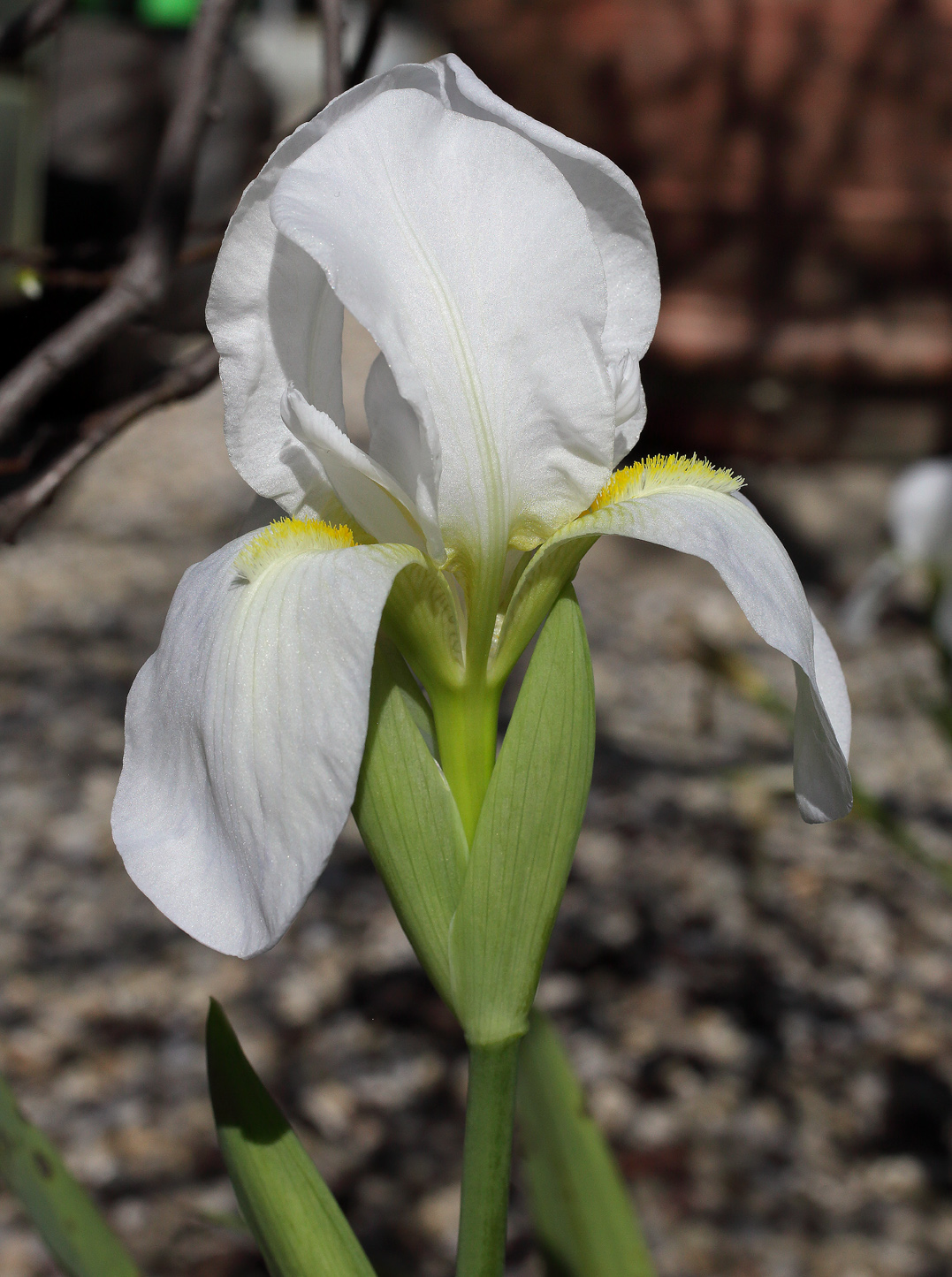 il bianco fiore dell'Iris florentina L. in primo piano