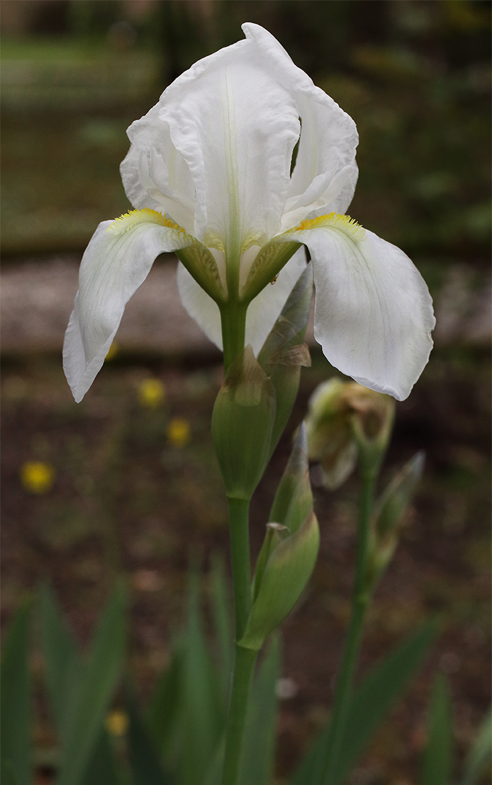fiore di Iris florentina, a destra sotto le lacinie si intravede un ragnetto