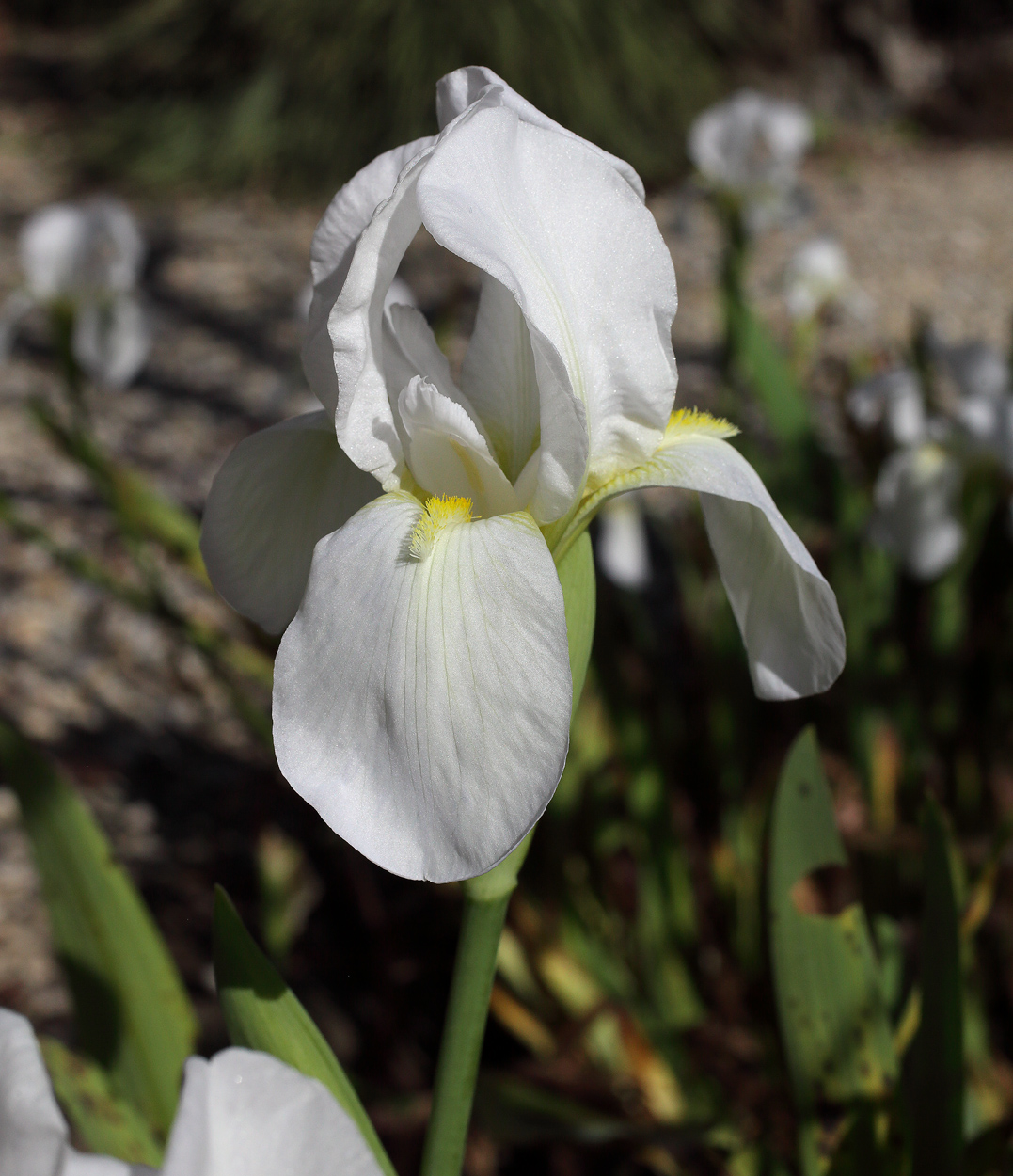 bianco fiore dell'Iris florentina