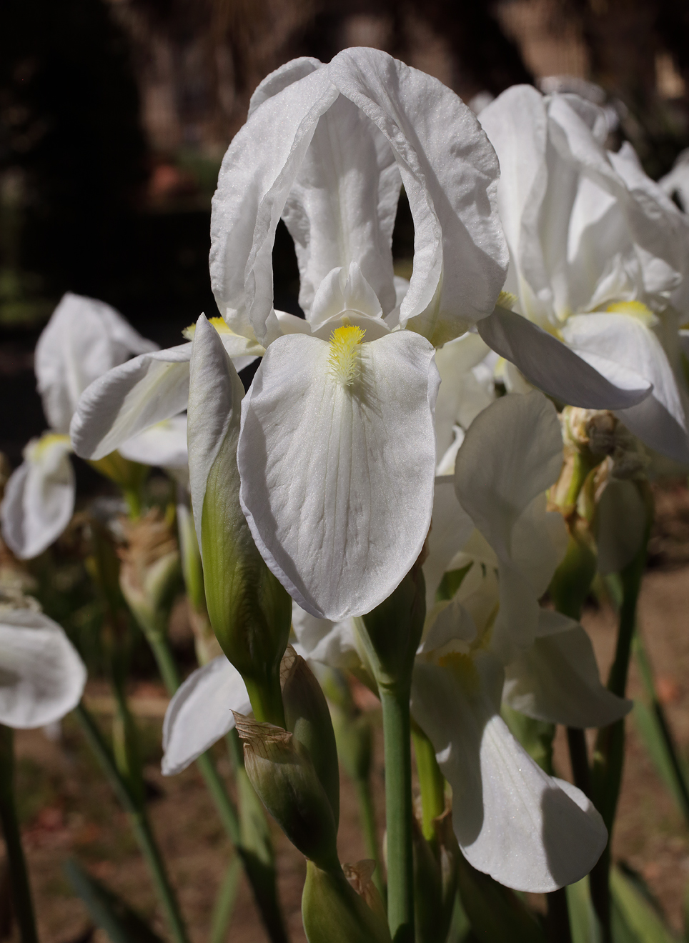 fiore di Iris florentina L. con grosso boccio sottostante