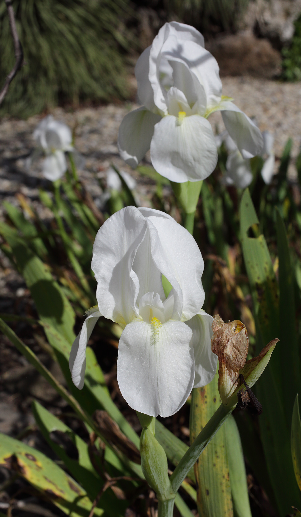 fiori di Iris florentina L.