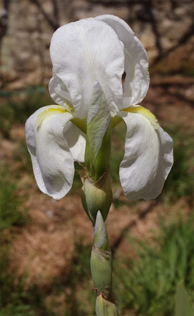 il bianco fiore apicale del Giglio Fiorentino completamente aperto