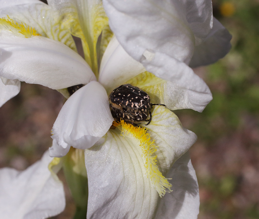 fiore di Iris florentina L. ormai rovinato con sopra diverse cetonie. coleotteri fitofagi neri con macchie bianche
