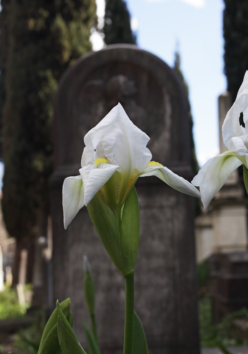fiore dell'Iris florentina L. davanti a una lapide con un angioletto
