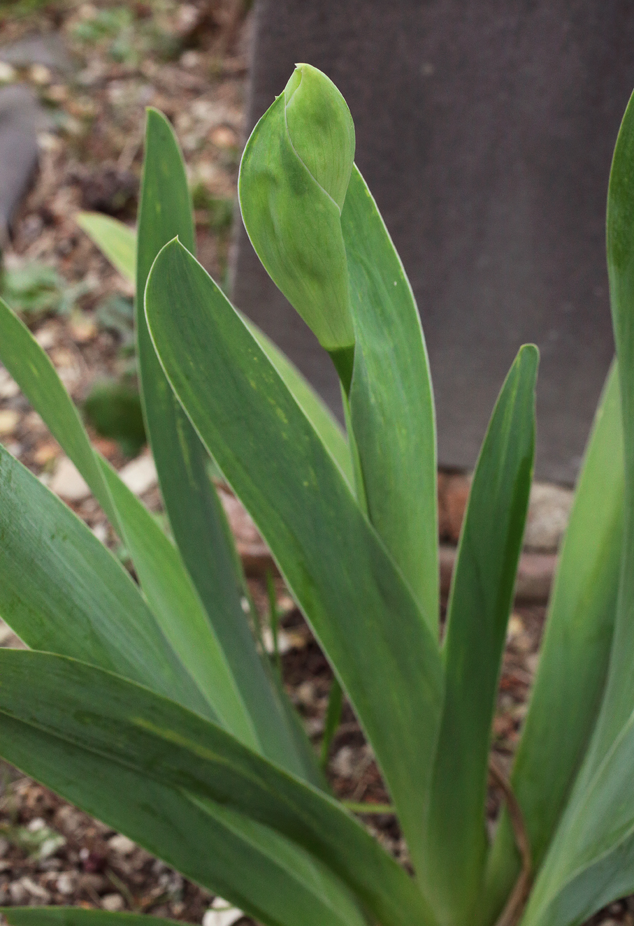 infiorescenza di Iris florentina appena abbozzata, si vede una sorta di boccio verde appiattito in parte protetto dalla brattea sottostante