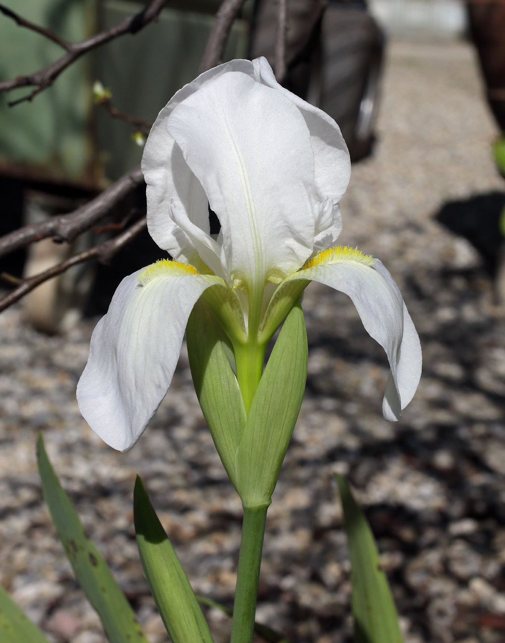 il bianco fiore dell'Iris florentina L. con un mezzo sullo sfondo