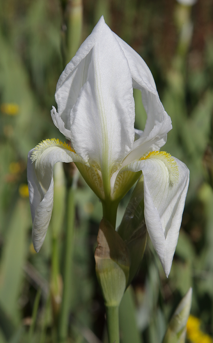 fiore di Iris florentina quasi del tutto aperto
