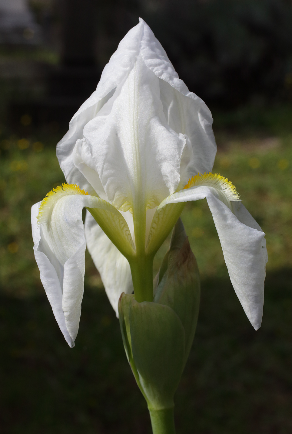 fiore di Iris florentina aperto da poco con le lacinie ancora appuntite