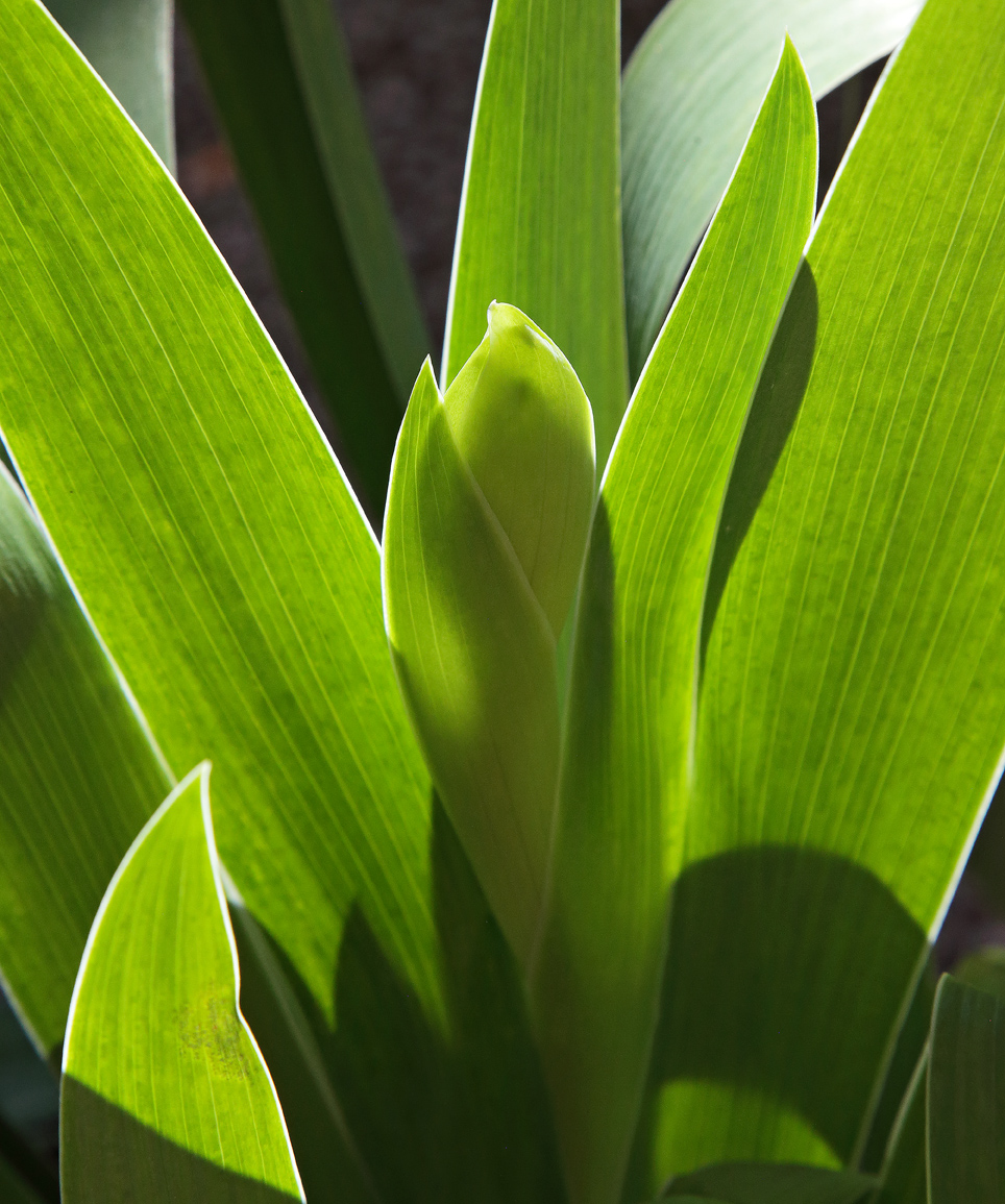 infiorescenza dell'Iris florentina in fase molto iniziale, si nota quella sorta di forma a seppia verde con le brattee che proteggono l'infiorescenza