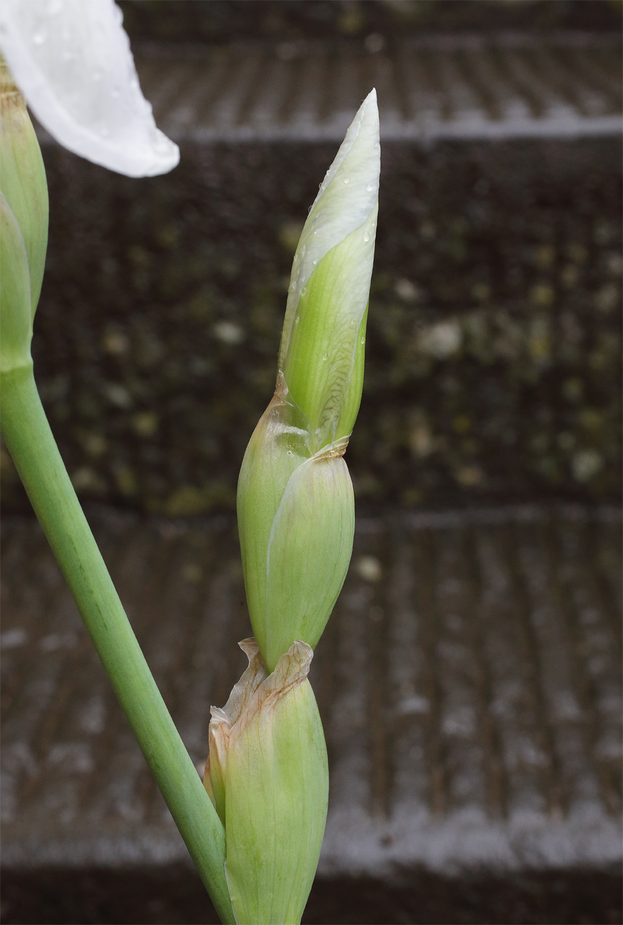 boccio di Iris florentina col suo corto peduncolo ancora avvolto dalle brattee
