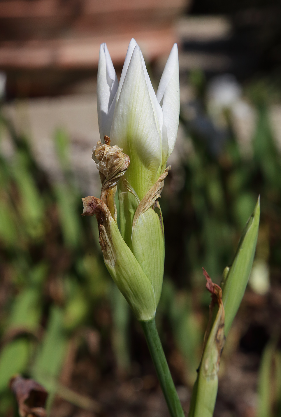 Fiore di Iris florentina in sboccio con la tipica forma a 3 punte