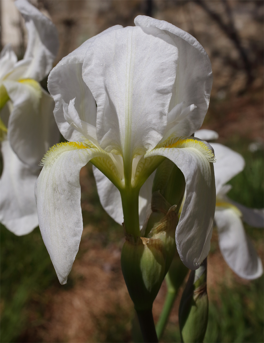 fiore di Iris florentina L. nella sua inquadratura b