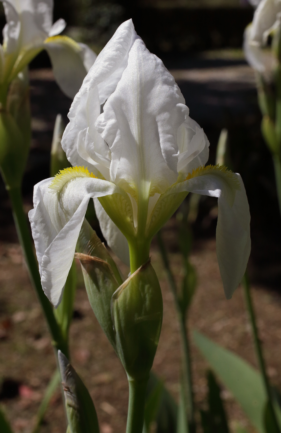 fiore di Iris florentina aperto da poco con le lacinie che non sono ancora del tutto distese e tendono a terminare a punta