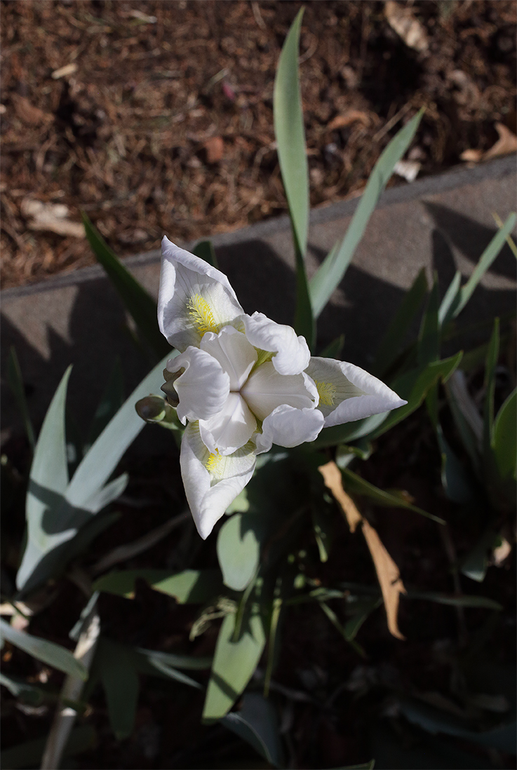 fiore di Iris florentina visto dall'alto
