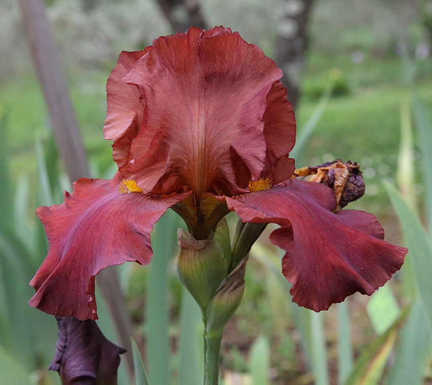 primo piano di iris di colore rosso