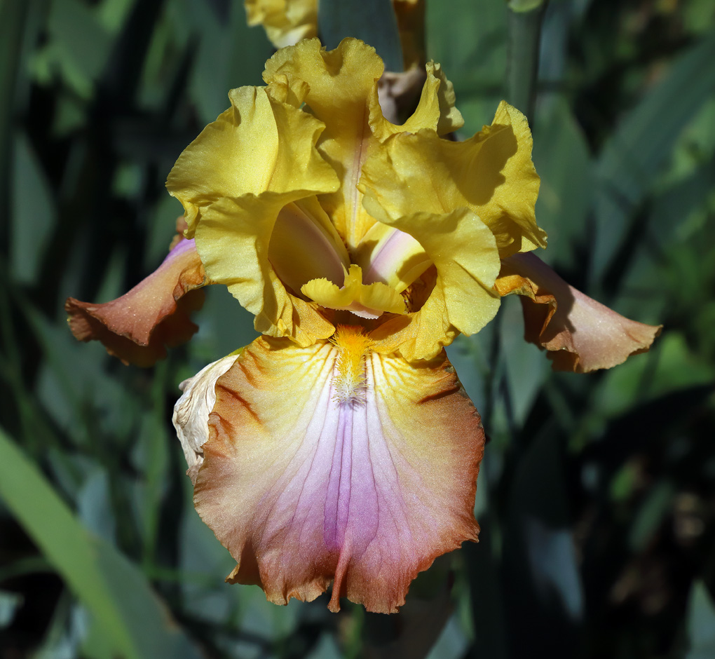 fiore di Iris di giallo, frammisto a marrone e bianco rosato al centro della lacinia inferiore