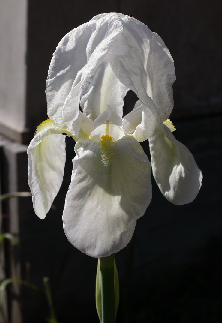 fiore di Iris florentina in primo piano