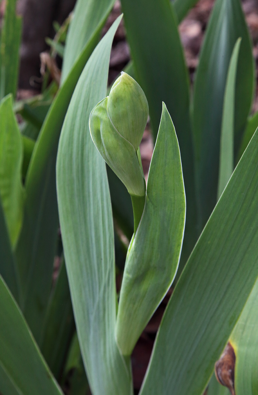 Infiorescenza di Iris florentina  in fase iniziale