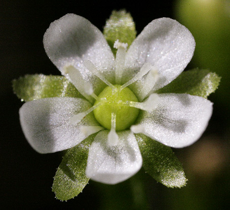 Primo piano macro del piccolo fiorellino della Drosera rotundifolia, con i 5 petali bianchi