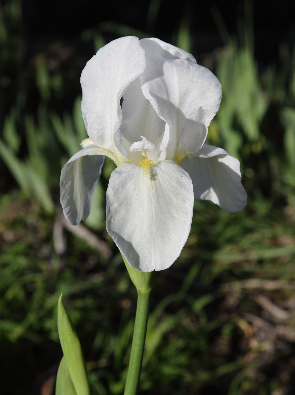 il bianchissimo fiore dell'Iris florentina che emerge dalle brattee
