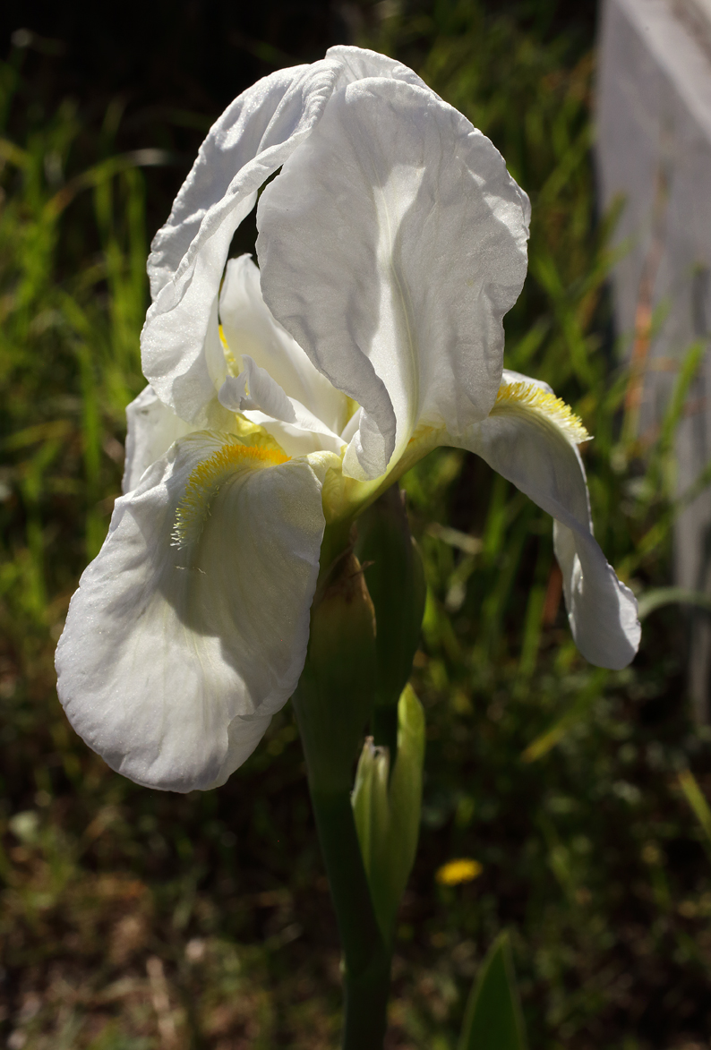 fiore di Iris florentina visto di tre quarti