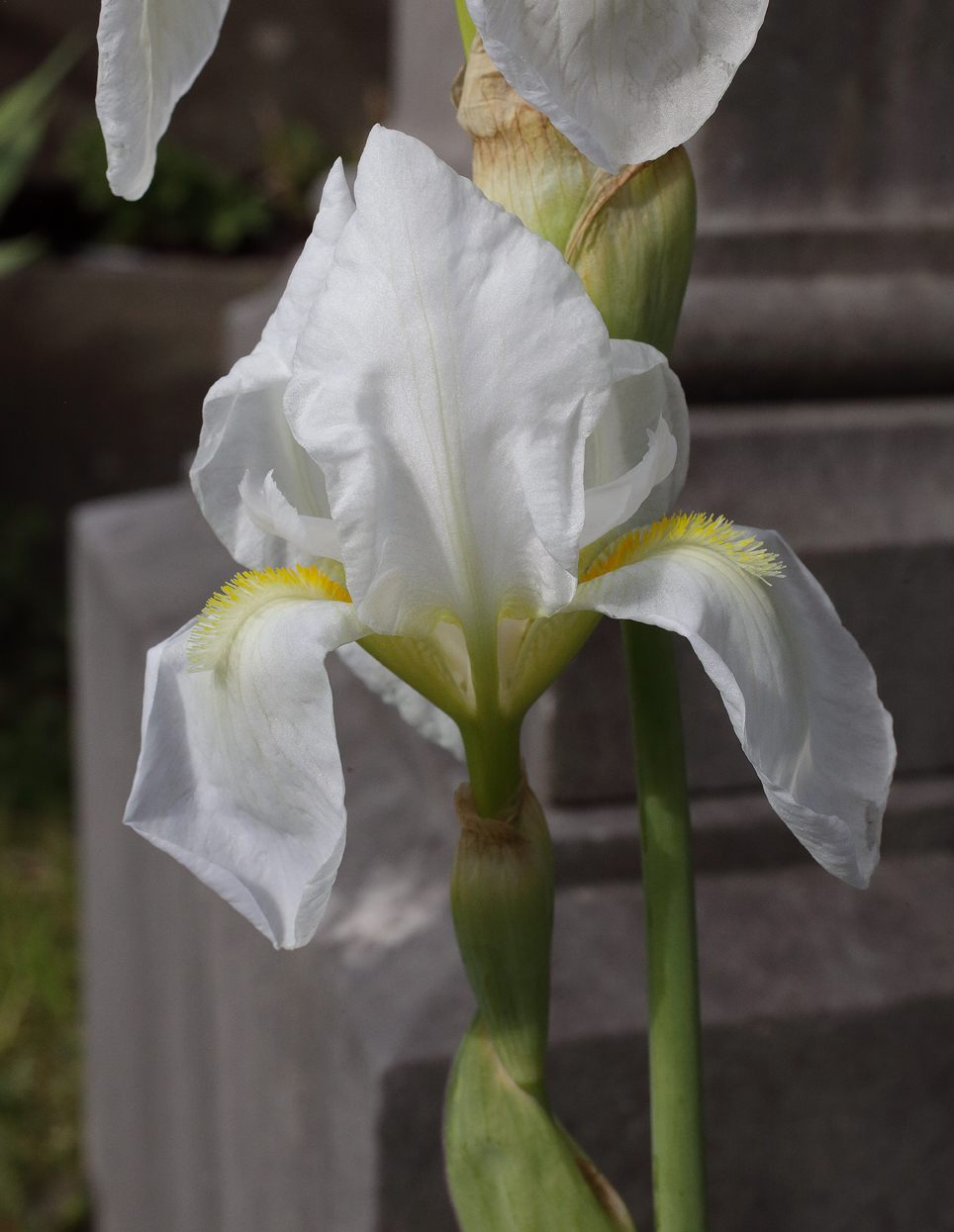 terzo fiore di Iris florentina L. in primo piano appena sbocciato, con il suo corto peduncolo