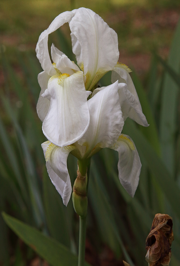 coppia di fiori di Iris florentina entrambi completamente aperti sullo stesso scapo