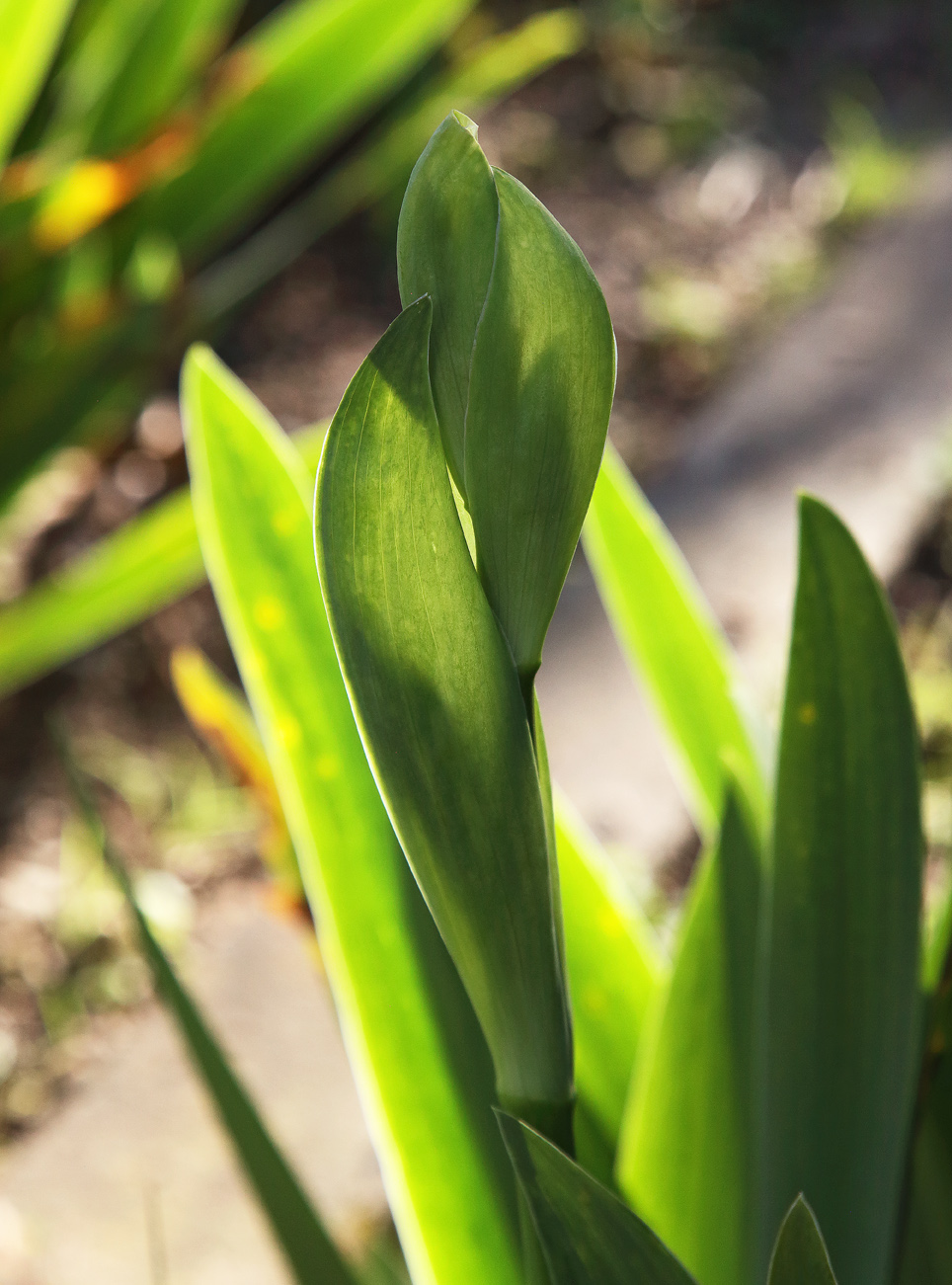 infiorescenza di Iris florentina in fase iniziale