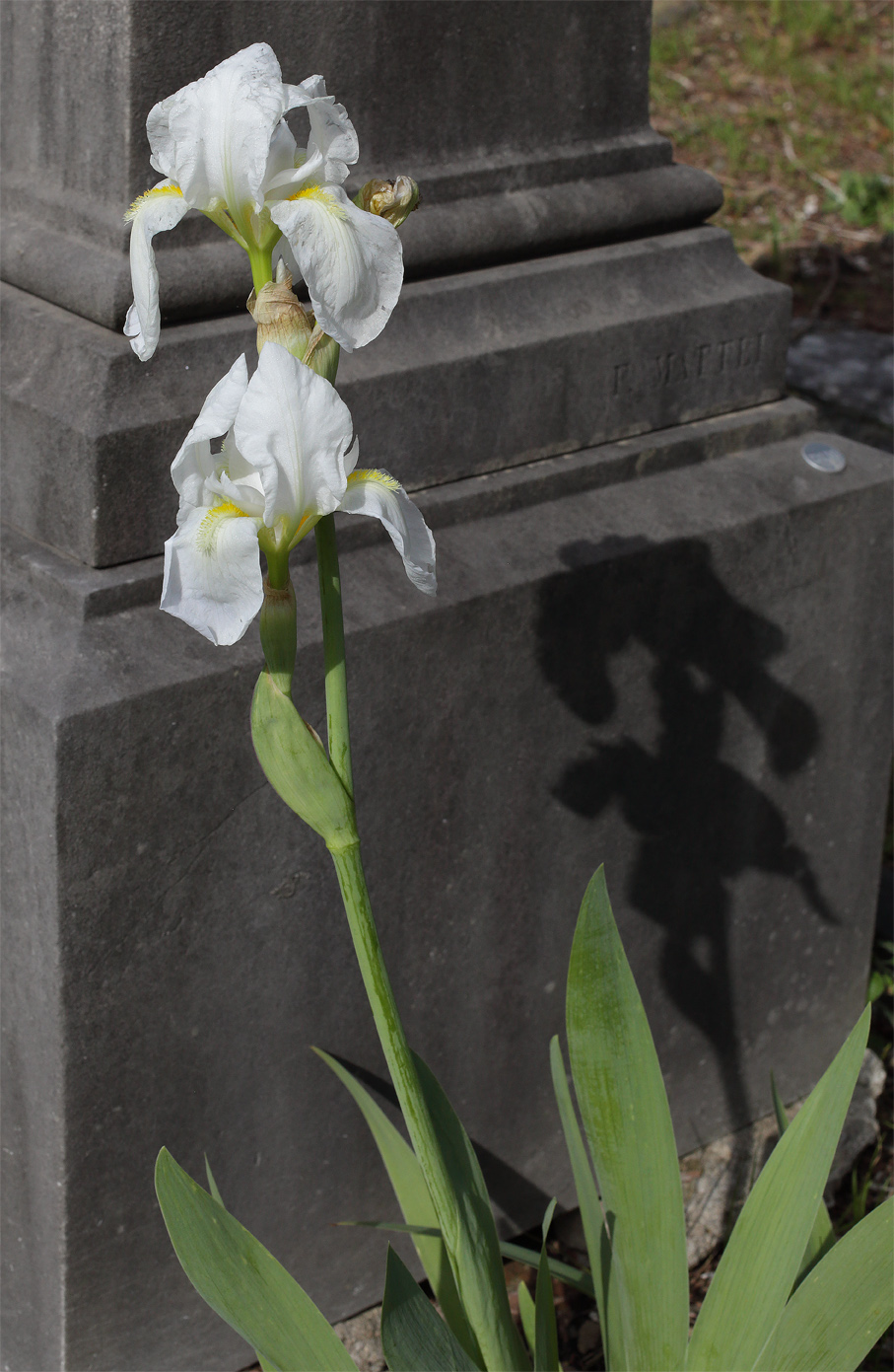 scapo fiorifero di Iris florentina L. con 2 fiori aperti, che proiettano la loro ombra