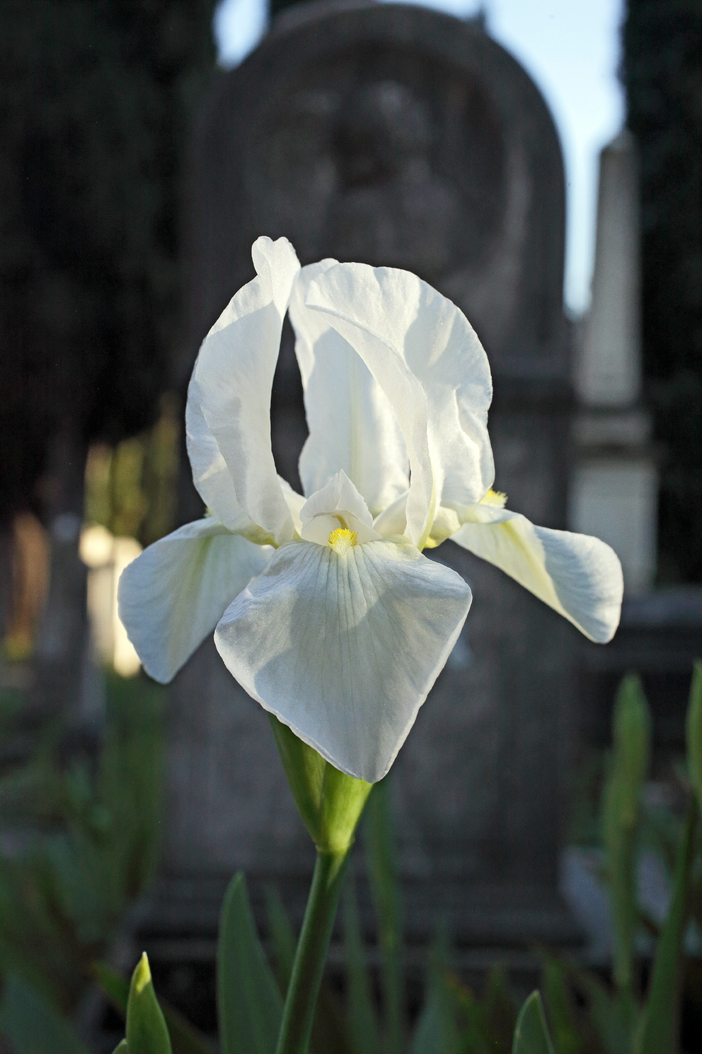 fiore di Iris florentina con sullo sfondo un'antica lapide con scolpito un angioletto