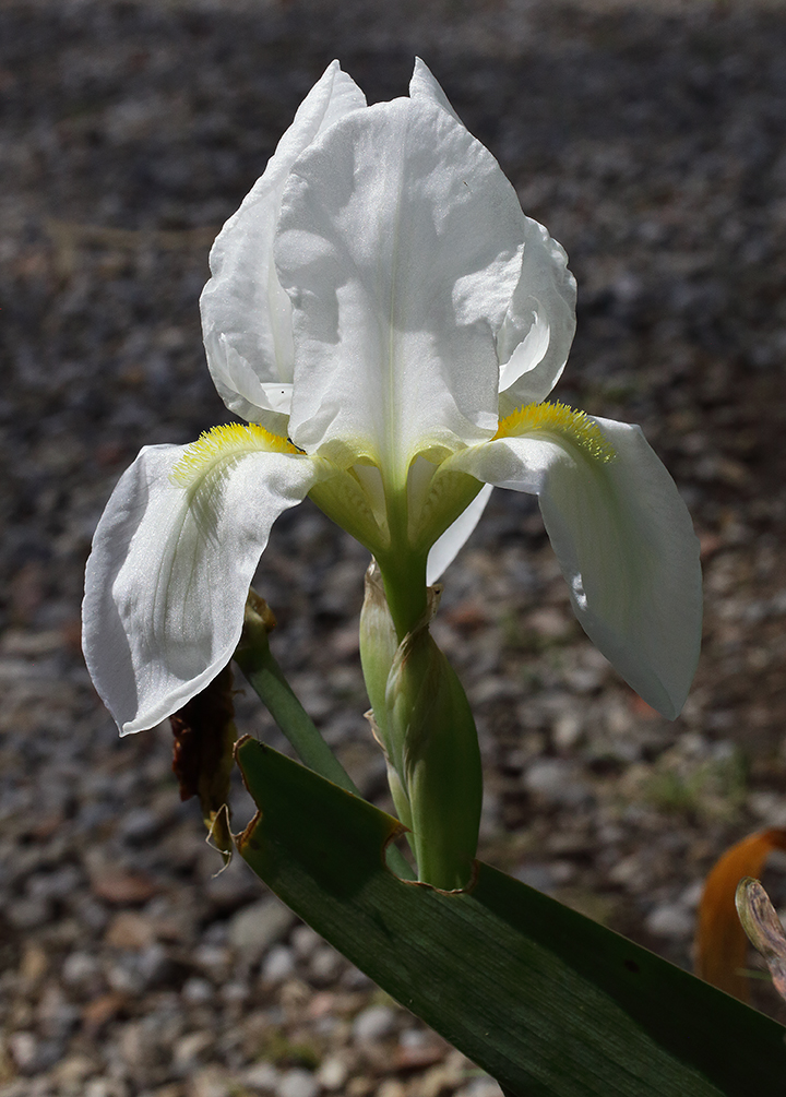 fiore di Iris florentina L. fotografato con la luce in trasparenza