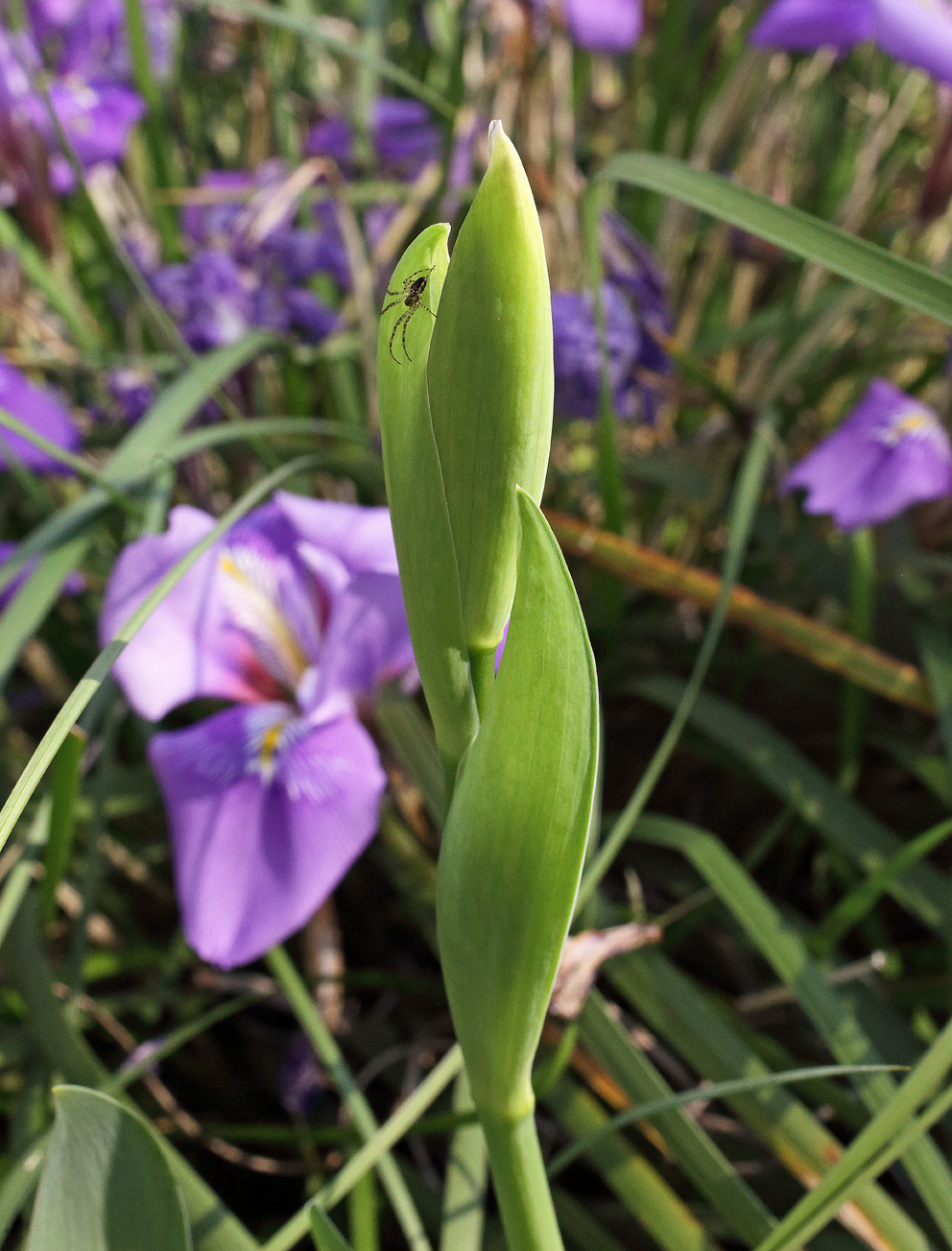 infiorescenza di Iris florentina L. in fase iniziale, sul boccio in apice c'è un ragnetto, sullo sfondo fiori viola  di iris unguicularis