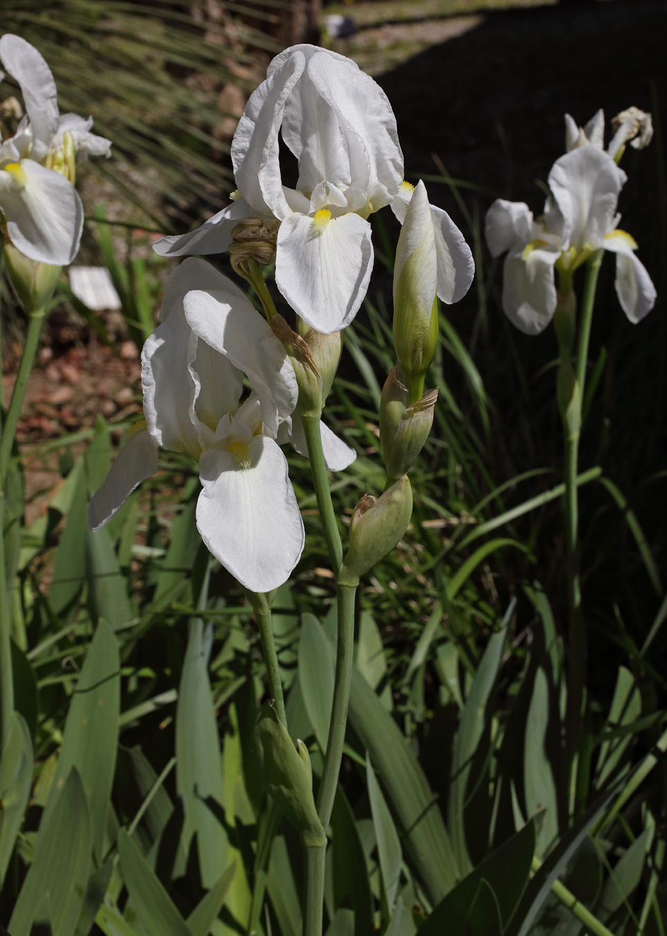 scapo fiorifero di Iris florentina L. con 2 fiori aperi:il secondo in apice e quello in basso portato dal secondo peduncolo