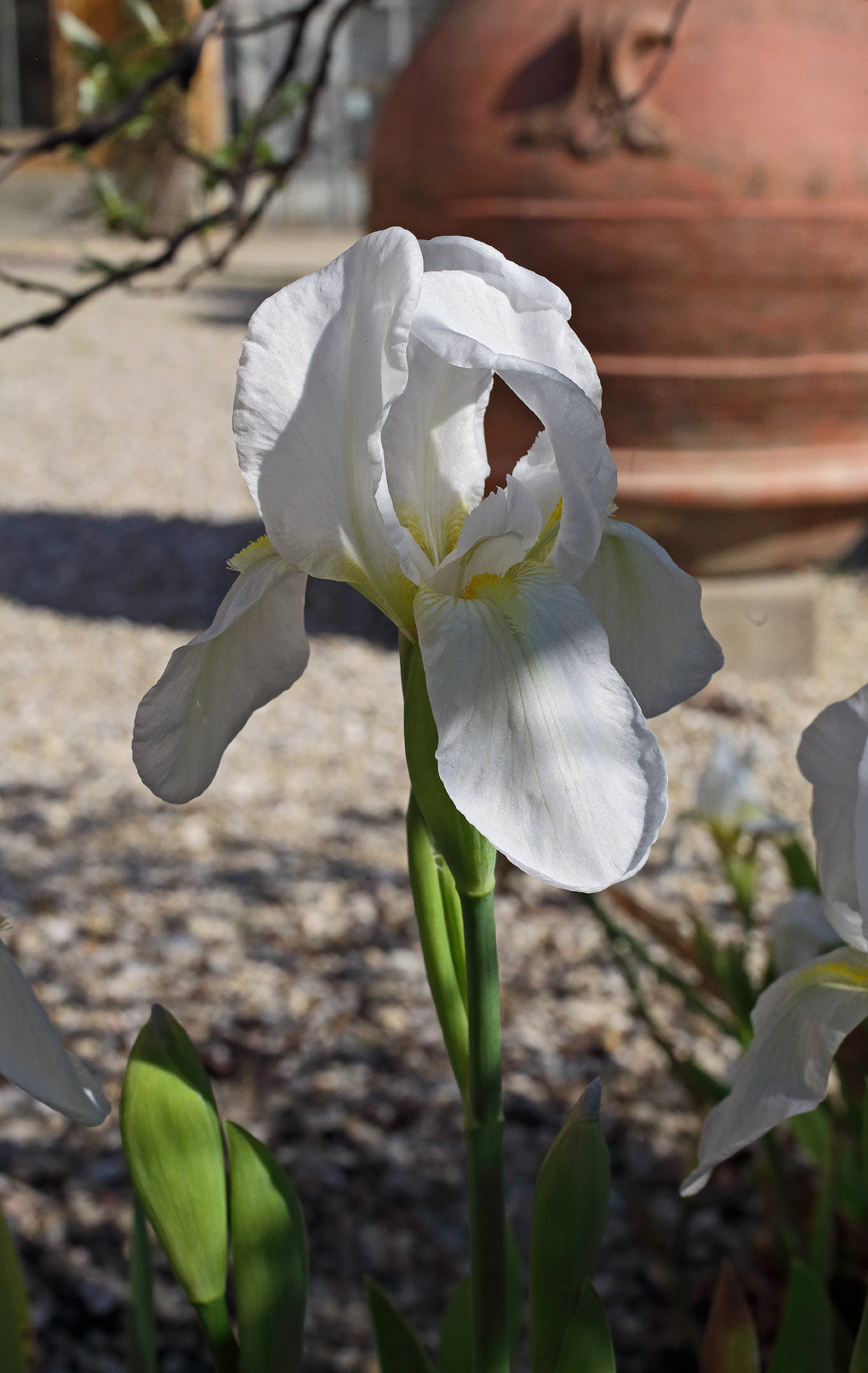 fiore di Iris florentina L. in primo piano con sullo sfondo grosso orcio in cotto