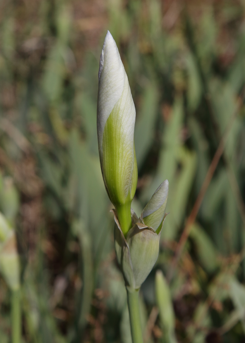 boccio di Iris florentina L. pronto ad aprirsi