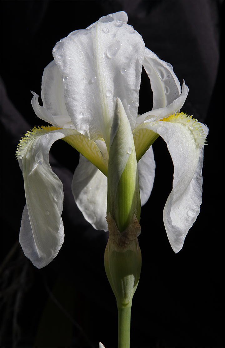 fiore di Iris florentina L. illuuminato dal sole con boccio