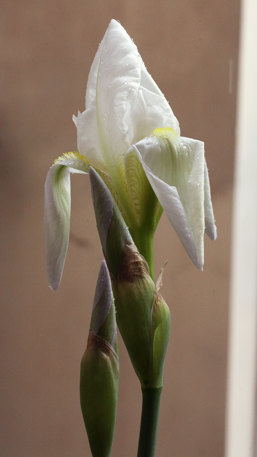 fiore di Iris florentina L. appena sbocciato, con le lacinie ancora appuntite